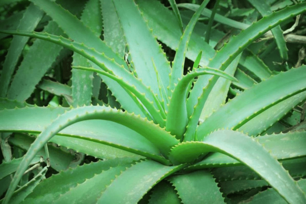 cuidados de la sabila